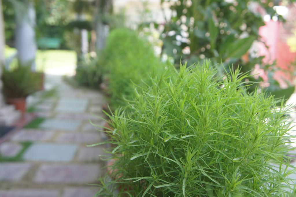 Sirohi House New Delhi Exterior foto